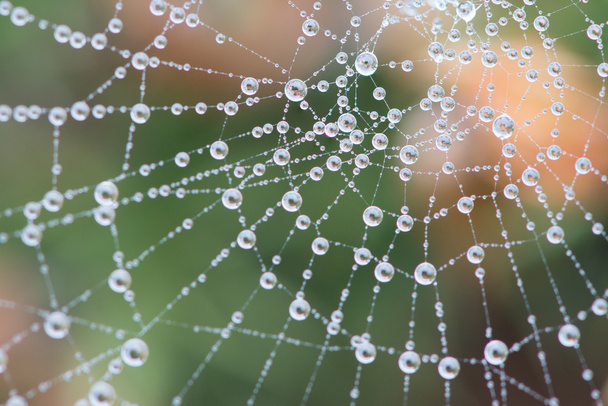 ein Spinnennetz, das bei starkem Nebel im Blorenge-Wald mit Tau bedeckt ist - Foto, Bild