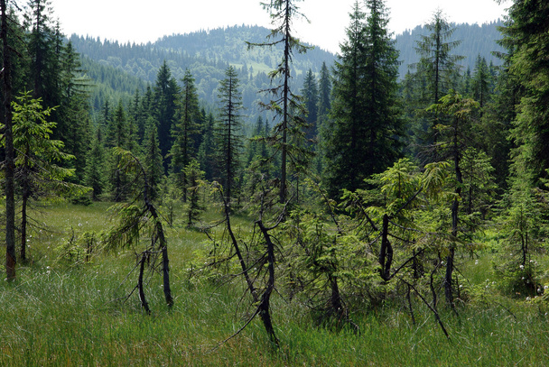 Young fir trees in the forest - Photo, image