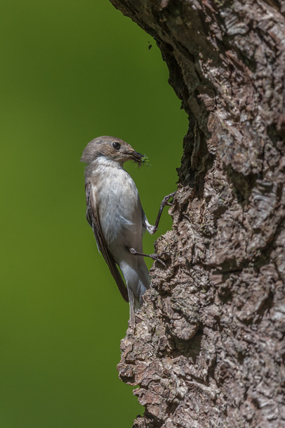 Una femmina pied flycatcher al nido in procinto di nutrire i suoi giovani
 - Foto, immagini