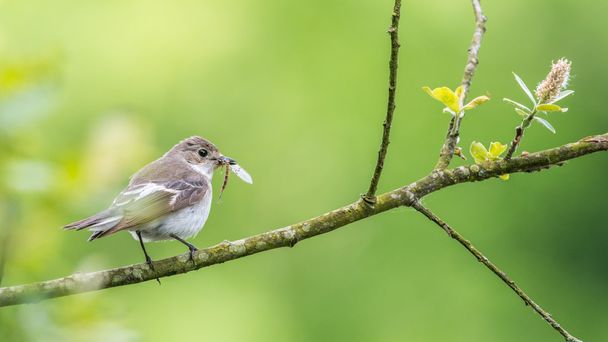 A female pied flycatcher perching with a stonefly in its beak. - Photo, Image