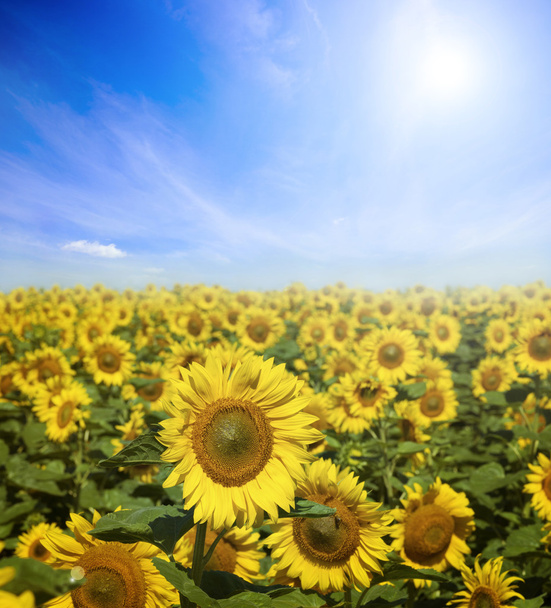 Feld von Sonnenblumen - Foto, Bild