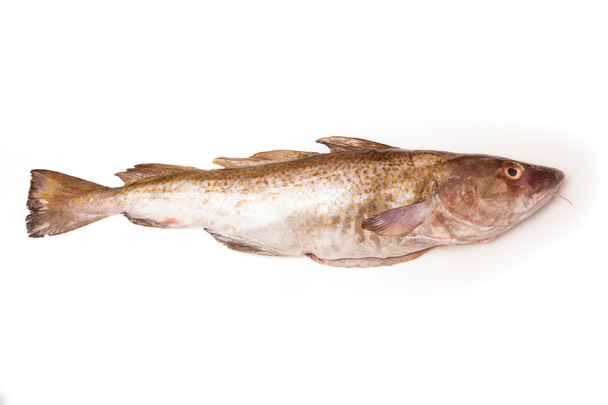 Ryba celá Atlantická treska (obecná Gadus morhua) - Fotografie, Obrázek