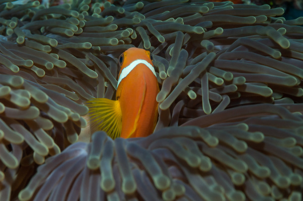 Maldive Anenomefish in un magnifico anemone marino
 - Foto, immagini