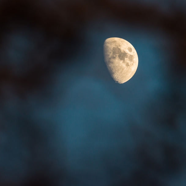 Місяць крізь дерева в північному Девоні - Фото, зображення