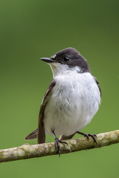 Facing profile of male pied flycatcher perching - Photo, Image