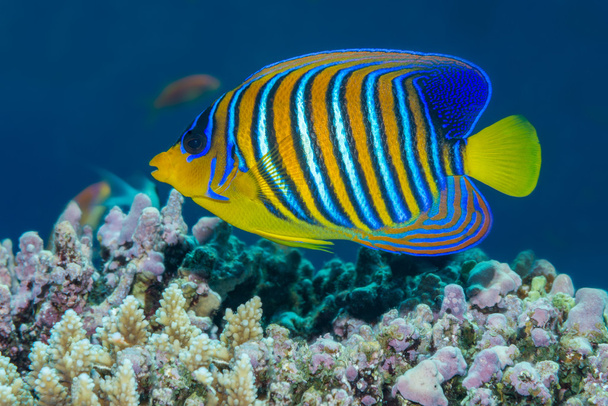 Regal angelfish swimming over a coral reef in the Red Sea - Photo, Image