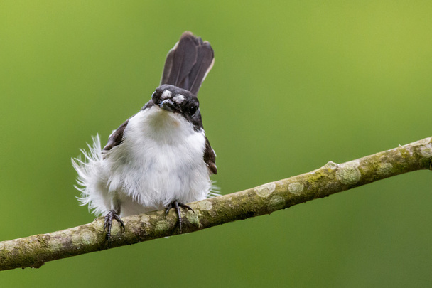 Un maschio pied flycatcher ottiene piume increspate in un forte vento
 - Foto, immagini