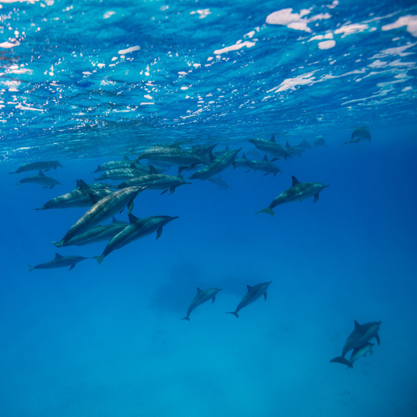 Gruppo di delfini nuoto
 - Foto, immagini
