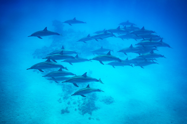 Filatore delfino pod nuotare sulla barriera corallina
 - Foto, immagini