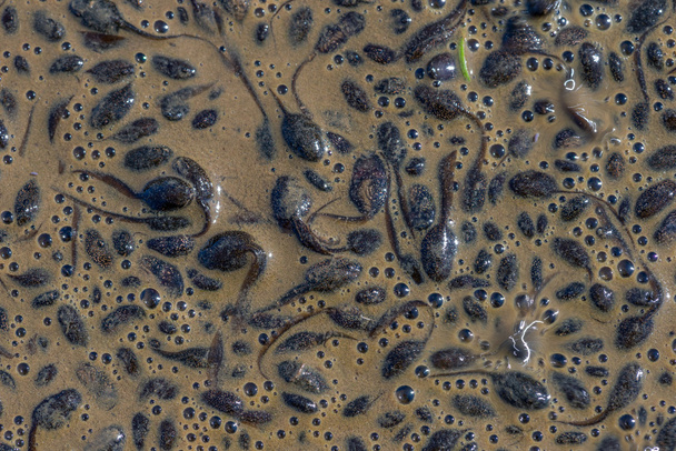 ブレコン ビーコンの泥水たまりで一般的なカエルのオタマジャクシ - 写真・画像