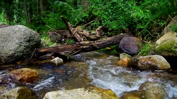 natural tropical stream scene - Footage, Video