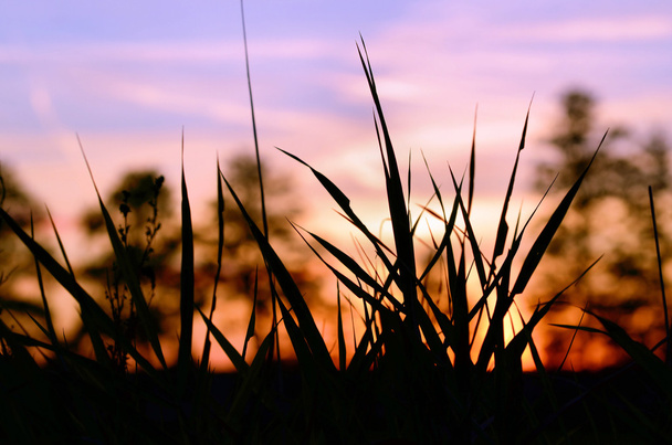 Gräser im Hintergrund des Sonnenuntergangs - Foto, Bild