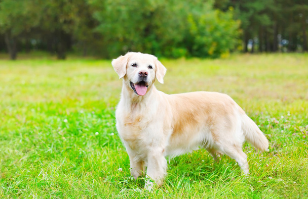 Happy beautiful Golden Retriever dog on grass in summer day - Photo, Image
