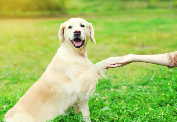 Owner training Golden Retriever dog on grass, giving paw - Foto, afbeelding