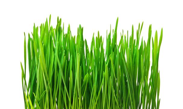 green grass isolated on white  - Foto, Imagem