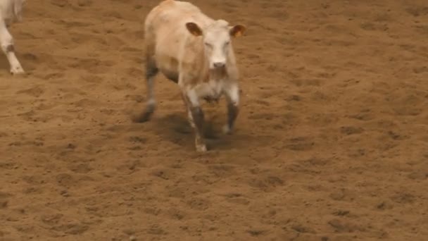 Cattle of brown calves running briskly - Filmati, video
