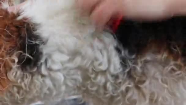 Trimming of the hair of Fox Terrier closeup - Filmati, video