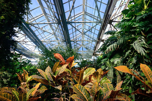 skleníku tropických rostlin - Fotografie, Obrázek
