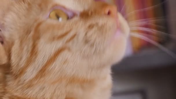 orange gestromte Katze gähnt und leckt ihre Nase - Filmmaterial, Video