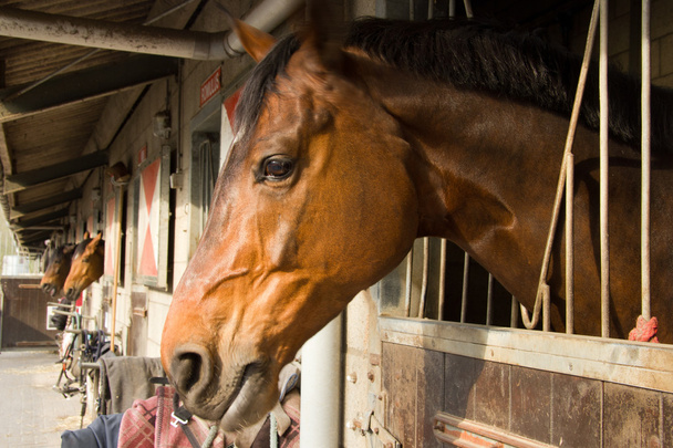 Cavalos nas suas barracas
 - Foto, Imagem