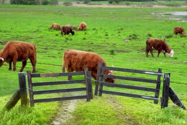 Grazing Scottish Highland cows - Footage, Video