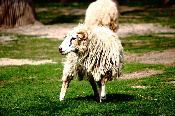 una oveja blanca
 - Foto, imagen