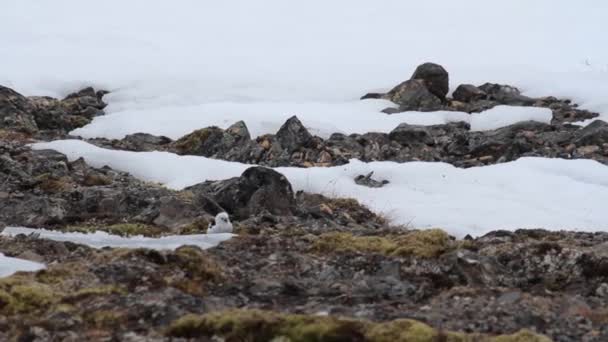 Kar kiraz kuşu besleme - Video, Çekim