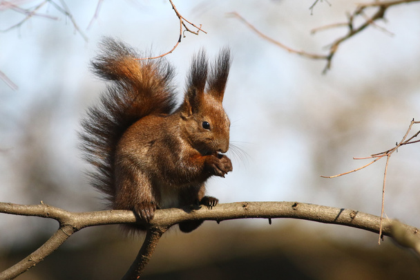 esquilo vermelho comendo noz
 - Foto, Imagem