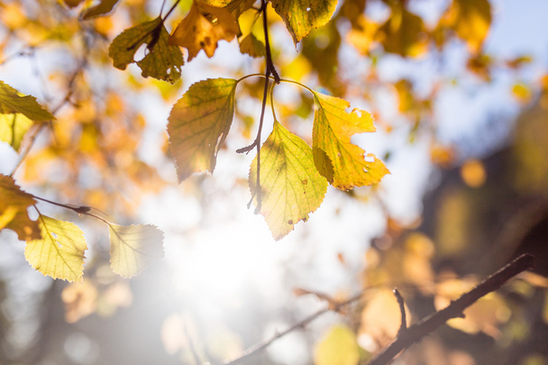 autumn leaves on the branches against the sky with the sun flare - Photo, Image