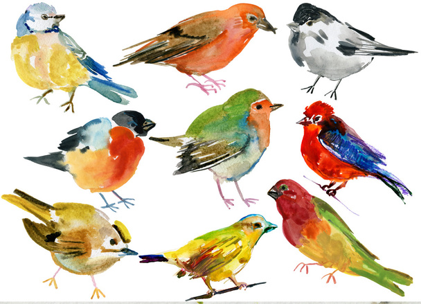 Conjunto de aves aquarela
 - Foto, Imagem