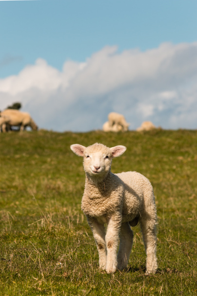 utelias lammas seisoo niityllä
 - Valokuva, kuva