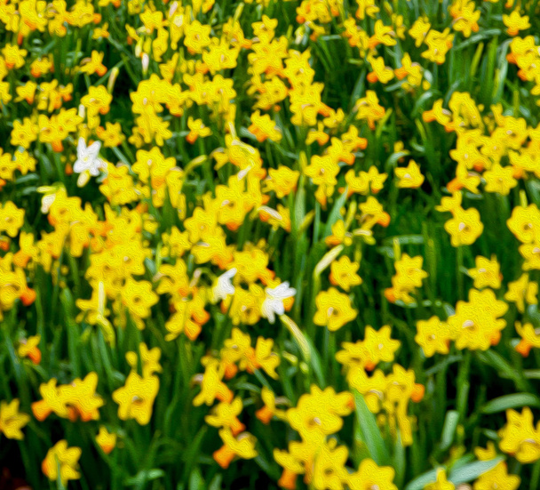 london sárga virág mező természet és tavasszal - Fotó, kép