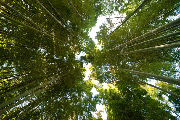 見事な光沢のある竹林 - 写真・画像