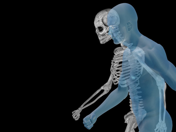 Anatomia humana com ossos
 - Foto, Imagem