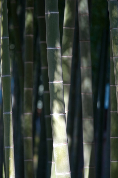Schitterende, glanzende bamboebos - Foto, afbeelding