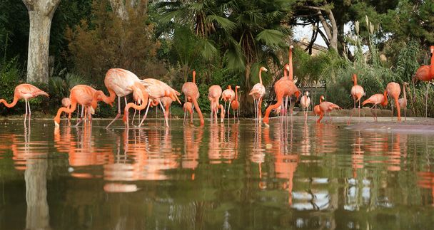 Beautiful flamingos in nature - Фото, изображение