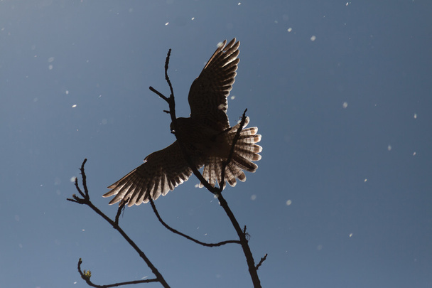 repülő Sólyom természet wildlife táj - Fotó, kép