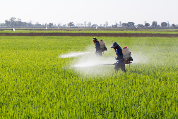 viljelijä, joka ruiskuttaa torjunta-ainetta riisipellolle
 - Valokuva, kuva