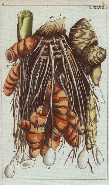 Kurkuma ilustracja korzenie - Zdjęcie, obraz