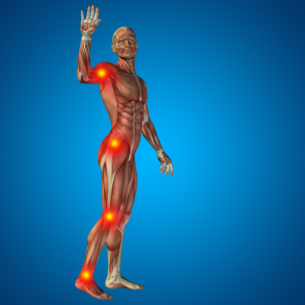 Humano u hombre con músculos
 - Foto, imagen