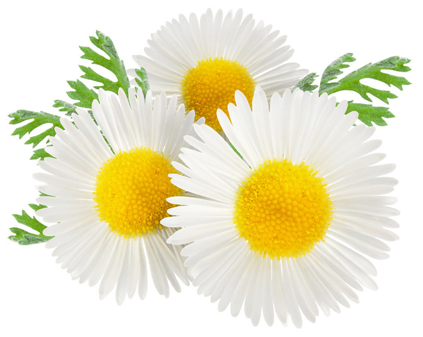 Chamomile with leaves on a white background. - Fotografie, Obrázek