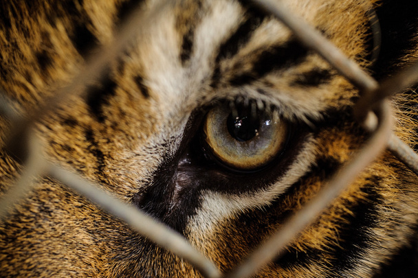 Закрыть тигриный глаз через клетку
  - Фото, изображение