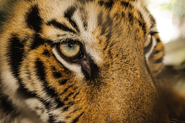 Olho de tigre feroz Bengala olhando
 - Foto, Imagem