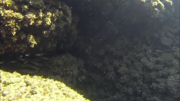 Podwodne rafa i korale - Materiał filmowy, wideo