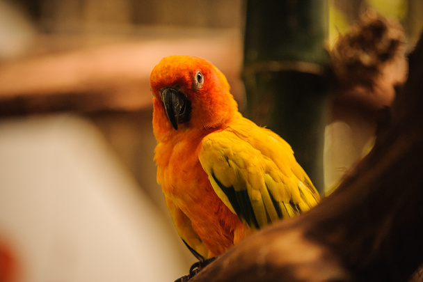 красивий апельсиновий папуга, сонячний колір
 - Фото, зображення