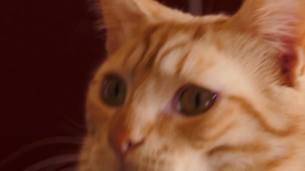 Turuncu tekir kedi portre yakın çekim bir koyu kırmızı zemin üzerine - Video, Çekim