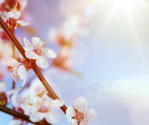 arte flores da primavera no fundo do céu azul
 - Foto, Imagem