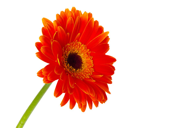 Красивый цветок герберы
 - Фото, изображение