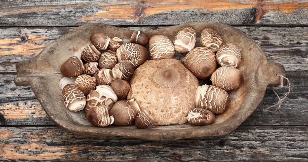Chapeaux de champignons Parasol dans un plat en bois
 - Photo, image