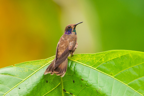 Ruskea Violekyynel kolibri
 - Valokuva, kuva